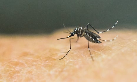 An Aedes Aegypti mosquito is photographed on human skin.
