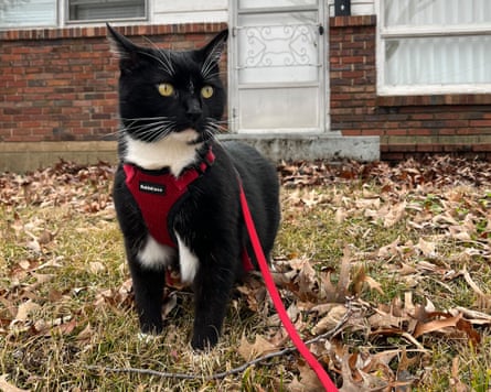 Tux on a walk in the neighbor’s front yard wearing his leash and harness