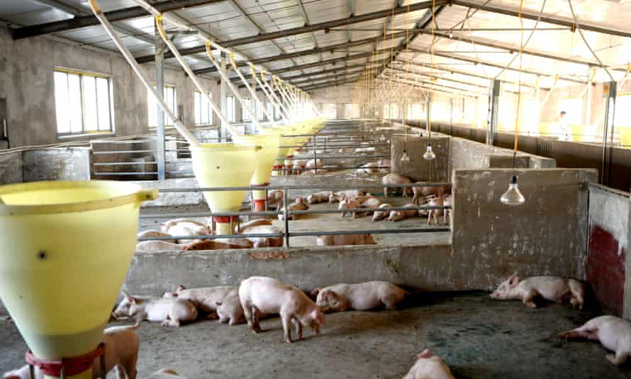 Fazenda suína na província de Anhui, na China. Se novas tecnologias como o FRT se tornarem muito caras para os pequenos agricultores, apenas alguns jogadores irão controlar o capital agrícola.