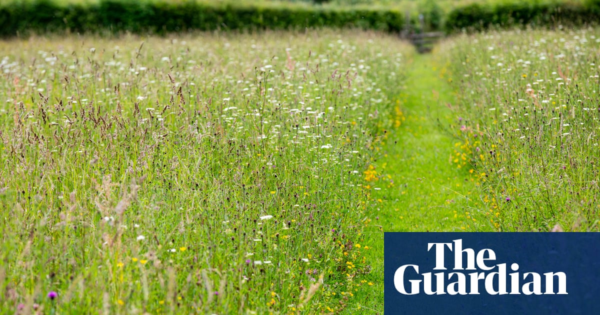 ‘It looks beautiful’: UK gardeners on leaving lawns uncut for No Mow May