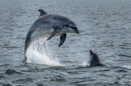 A bottlenose dolphin leaping from the water in the seas north of Inverness