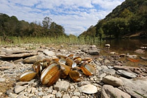 A variety of recently dead freshwater mussels at Wallens Bend, Tennessee, in the Clinch River.