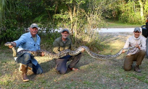 Python hunters to tackle Florida's unwelcome intruder 1280