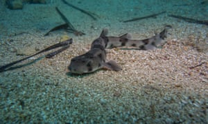 Successfully hatched out bull huss (Scyliorhinus stellaris) pup ready for release.