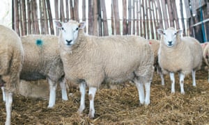 Animals worth GBP3m were stolen from UK farms in 2019.