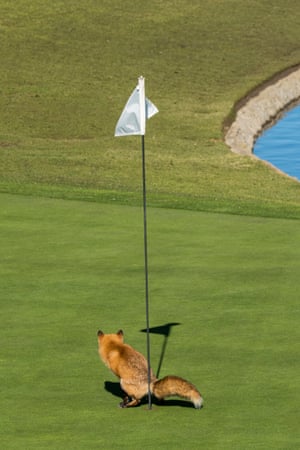 Douglas Croft wins highly commended for his photo of a fox appearing to use a golf course as his personal toilet in San Jose, US.