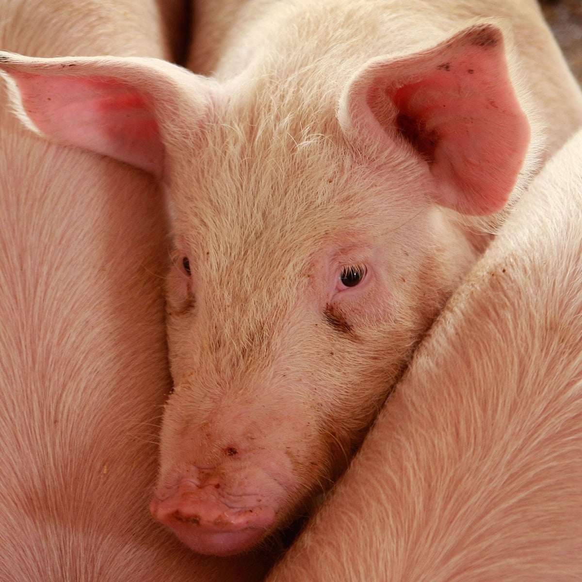 Lean Meat Us Pork Prices Rise As Sweltering Summer Leads To