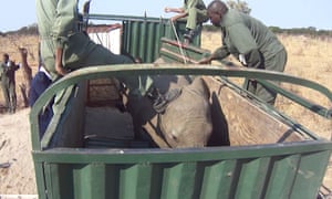 Elephant being kicked by man in Zimbabwe