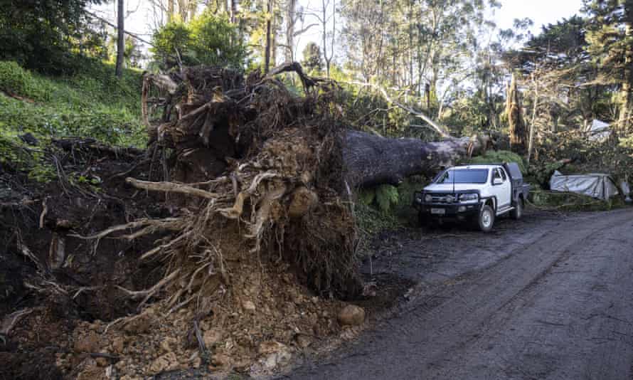 A fallen tree is seen in Kalorama, Victoria
