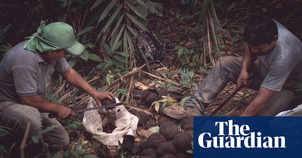 The ‘forgotten’ people picking your Brazil nuts – for a fraction of the price