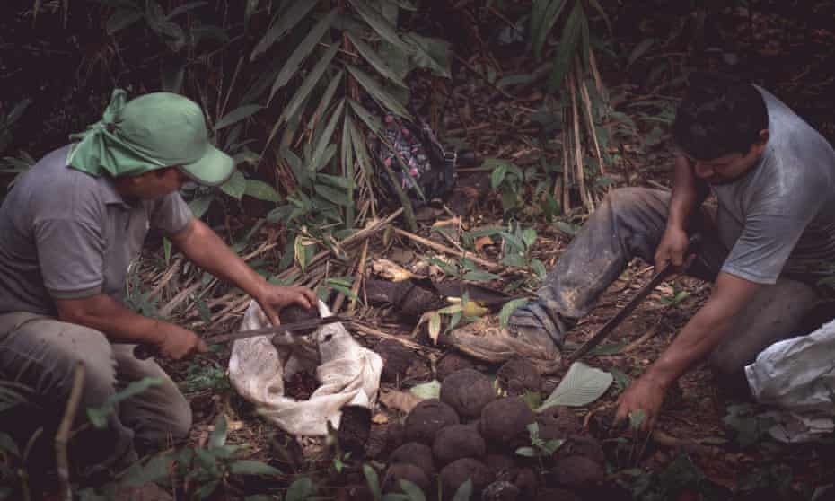 Edivan and Edson Kaxarari harvesting Brazil nuts, Rondônia state, Brazil