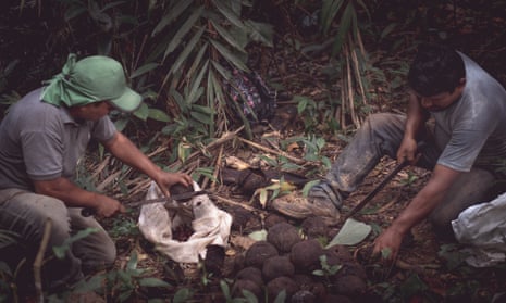 Edivan and Edson Kaxarari harvesting Brazil nuts, Rondônia state, Brazil