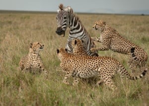 Cinco chitas cercam e atacam uma zebra em Masai Mara, Quênia.