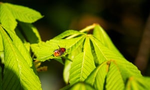 A tawny mining bee