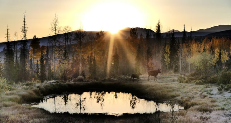 ‘No chain stores, but moose on every corner’: as Colorado herds thrive, clashes with people rise A moose and her calf in Colorado. Willows, a keystone species in the Rockies, have declined sharply as moose numbers have grown. Photograph: Kim Dugger/Shutterstock