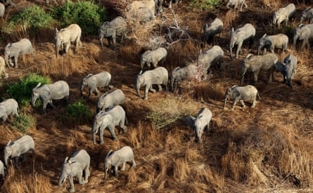 Elephants in Zakouma national park, Chadpopulation