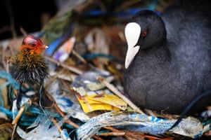 Um filhote de galeirão com sua mãe em um ninho feito de detritos de lixo de plástico no rio Tâmisa, em Londres, Reino Unido