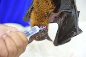 A hospital curator feeding an Indian flying fox at Jivdaya Charitable Trust in Ahmedabad, India. An early start to summer has brought record temperatures and made life a misery for both humans and animal life, with experts warning that climate change is making such conditions more intense and more frequent.