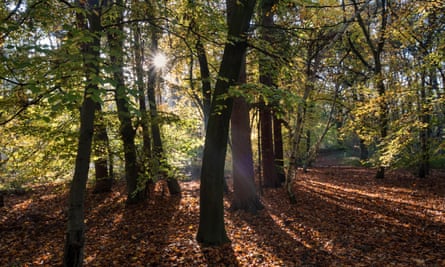 Sunrise seen through trees in a forest