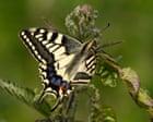 Tree vaccines and gene-edited butterflies among biotechnology projects funded by UK ‘invention agency’