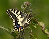The swallowtail butterfly will be gene-edited by researchers at the University of Exeter.