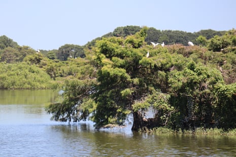 Dark green water and trees