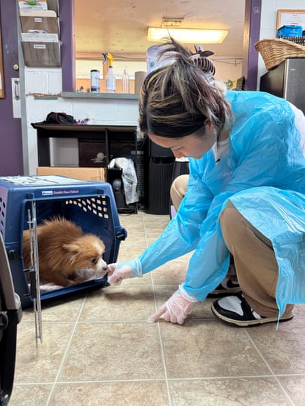 A little dog in a carrier sniffs at the hand of a woman in a blue gown