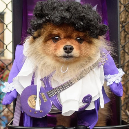 A purple pooch at New York’s annual Tompkins Square dog parade.