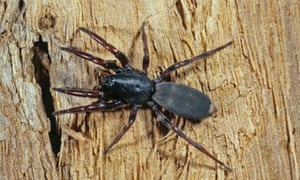 Media outlets reported both legs were amputated because of the progression of ‘flesh-eating bacteria’ induced by a white-tail spider bite.