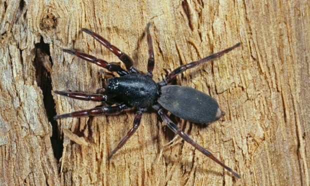 Media outlets reported both legs were amputated because of the progression of ‘flesh-eating bacteria’ induced by a white-tail spider bite.