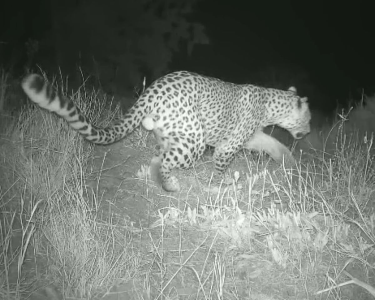 A Persian leopard walks through dry grass at night in Gndasar Community Conserved Area