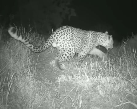 A Persian leopard walks through dry grass at night in Gndasar Community Conserved Area