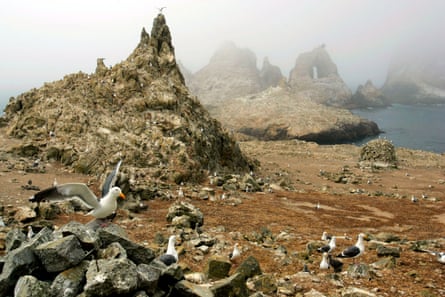 Gulls nest near the North Landing area of the Farallon Islands national refuge.
