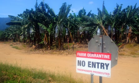 Quarantined banana plantations in north Queensland, Australia