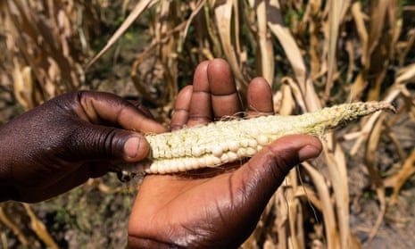 Future Nyamukondiwa inspects a stunted cob in her dry maize field on 13 March 2019