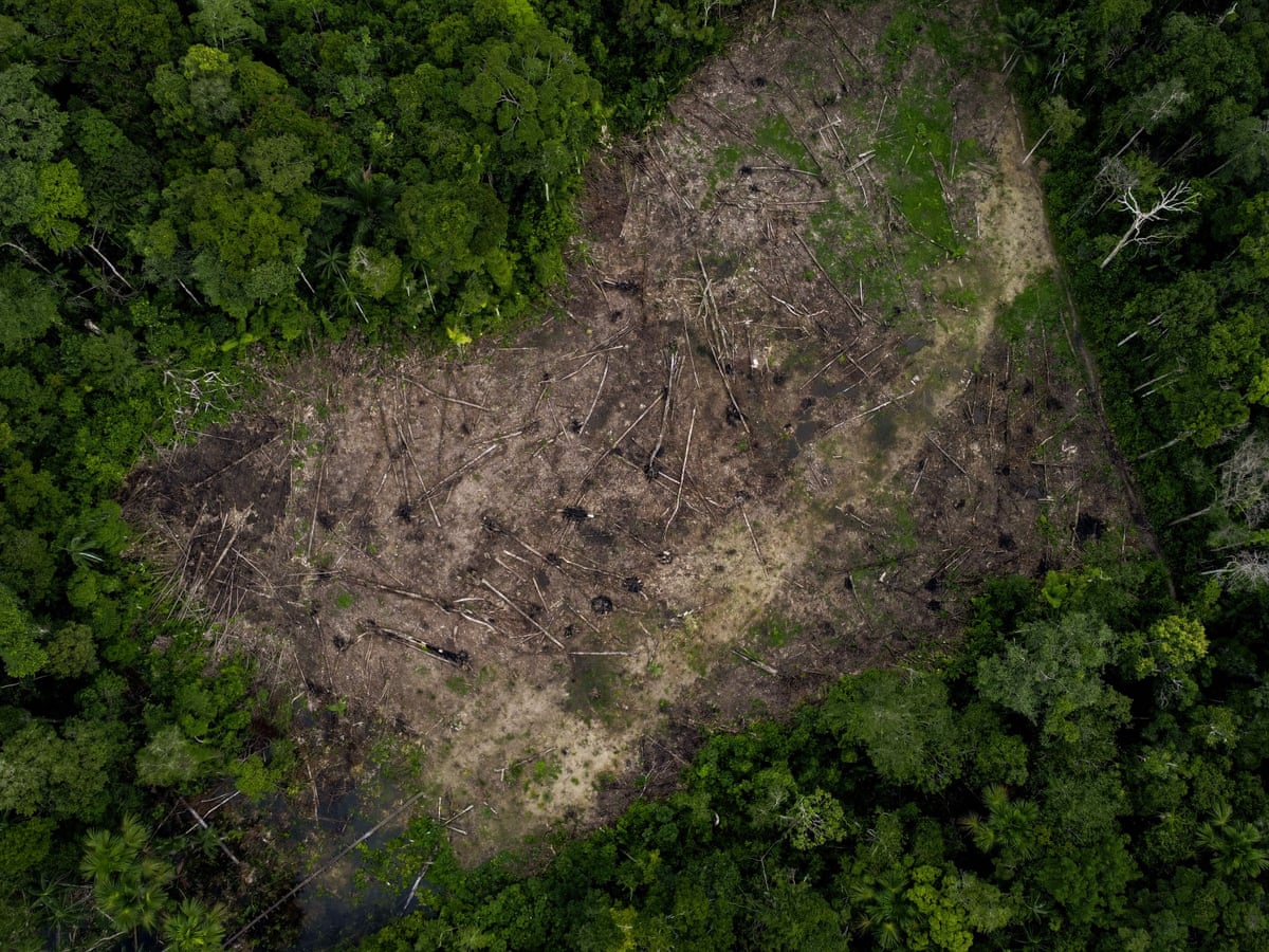 Colombian Amazon deforestation surges as armed groups tighten grip ...