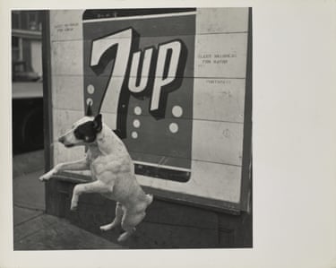 A dog in front of a 7Up sign.