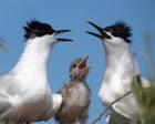 Seabird numbers bounce back in Solent region after 2022 avian flu wipeout