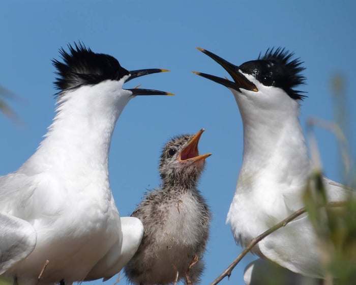 Seabird numbers bounce back in Solent region after 2022 avian flu wipeout
