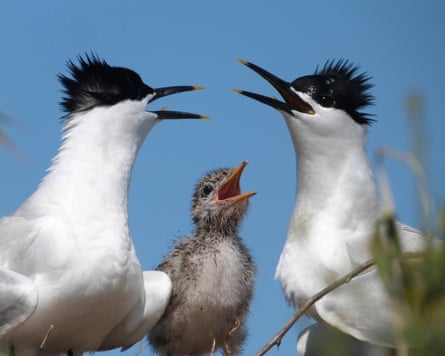 Two adult sandwich terns with a chick.