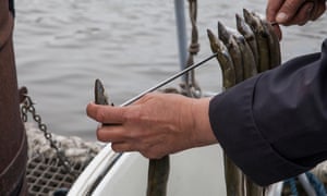 Oosterbaan在船上抽鳗鱼