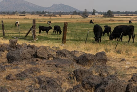 Cattle graze along A12 near Yreka.