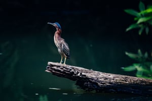 A green heron on the look out for breakfast fishes. There are several types of heron in Costa Rica.