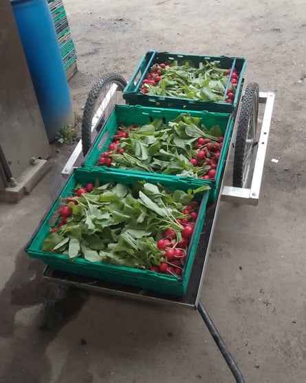 Boxes of radishes at a farm in Yorkshire