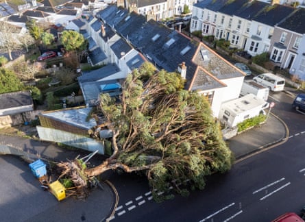 Drone view of a large tree fallen across a residential road