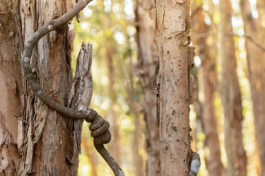 Tawny frogmouth on a tree camouflaging