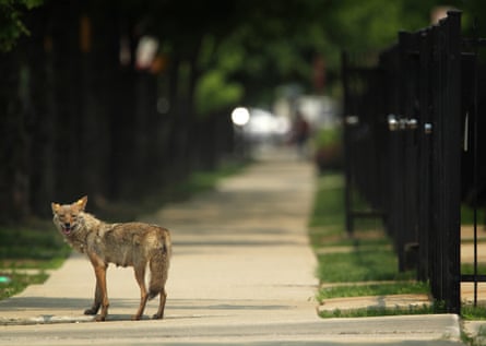 A coyote in Chicago in June 2011.