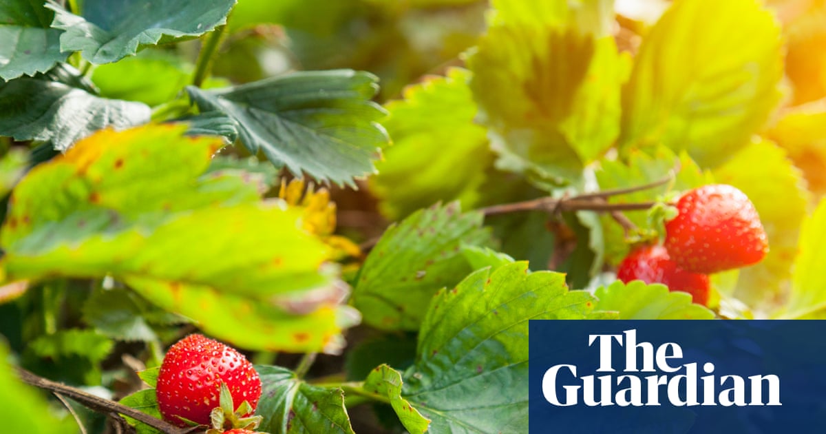 It’s been a great year for strawberries – and you can plant now for a bumper 2026