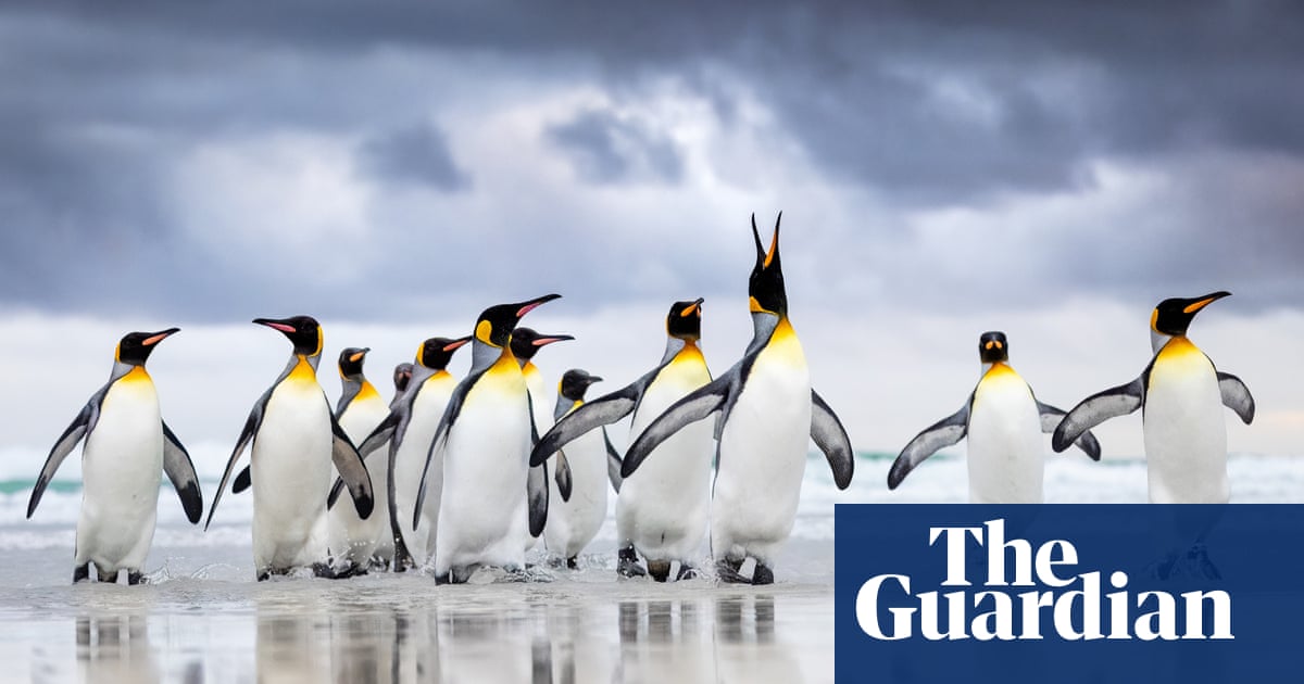 From the Swiss Alps to a solar eclipse: the 2025 Bird Photographer of the Year in pictures