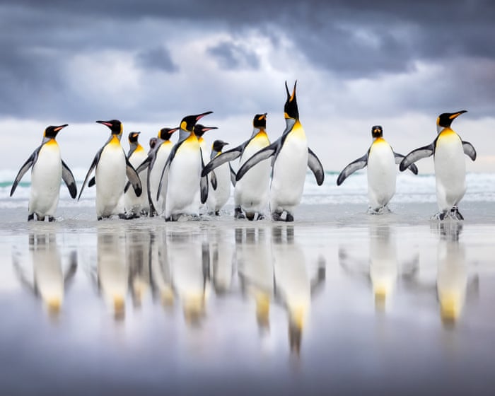 From the Swiss Alps to a solar eclipse: the 2025 Bird Photographer of the Year – in pictures